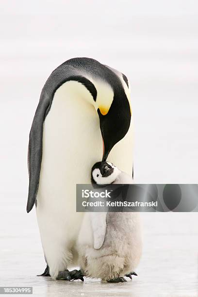 Foto de Pinguim Peck e mais fotos de stock de Pinguim - Pinguim, Pássaro Jovem, Pinguim-imperador