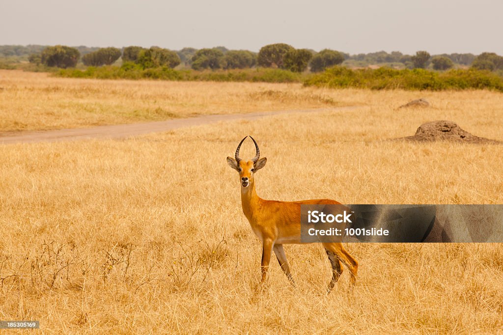 Uganda Kobus Kob em savannah - Foto de stock de Animais de Safári royalty-free