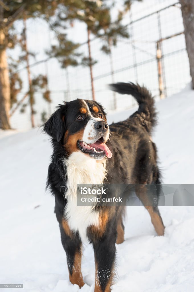 Cão Bernese Montanhês - Royalty-free Animal Foto de stock