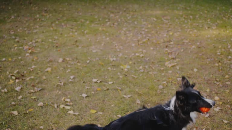 Energetic dog catches ball frolicking with owner in park