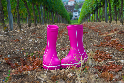 Pink rubber boots with beautiful green vineyard in autumn. Country style.