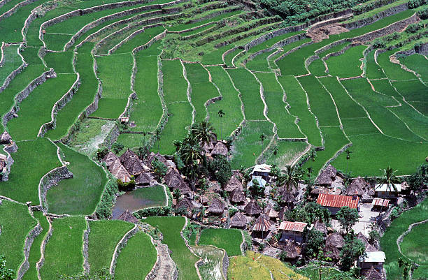 istock Philippines, Ifugao, Batad, village and rice terraces. 185306127
