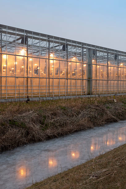 istock assimilation lights in a greenhouse 185306491
