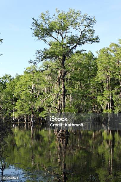 Pântano De Cypress - Fotografias de stock e mais imagens de Ao Ar Livre - Ao Ar Livre, Barba-de-velho, Cipreste