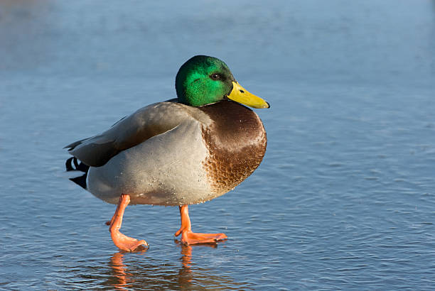 istock Mallard Duck walking in ice 185306651