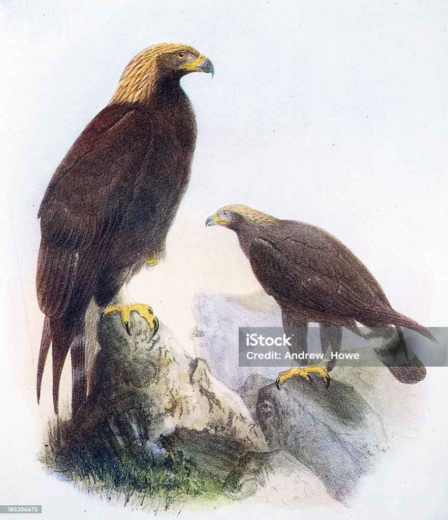 Golden Eagle Illustration 19th Century Illustration. Bird stock illustration