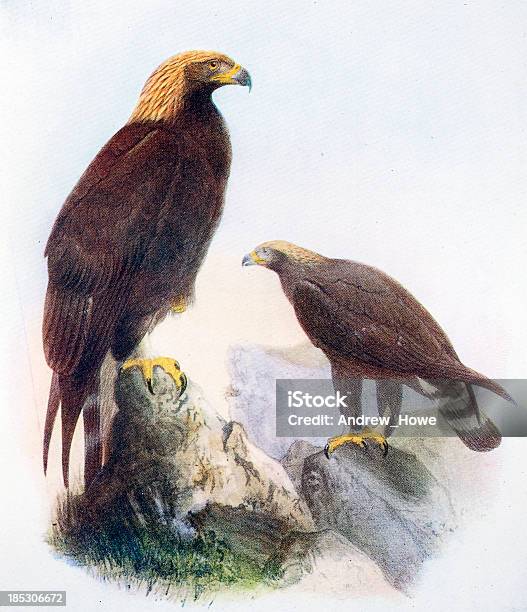 Golden Eagle Illustration Stock Illustration - Download Image Now - Bird, Golden Eagle, Animal