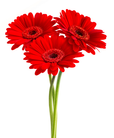 Red Gerberas flowers bouquet. Isolated on white background with Clipping Path.