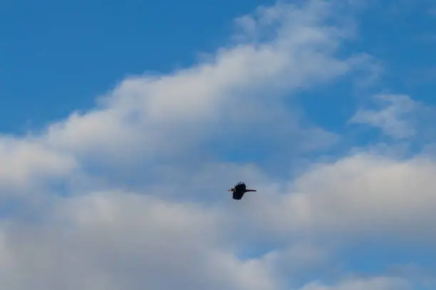 Photo of A black raven flies in the air. There is a blue sky in the background.