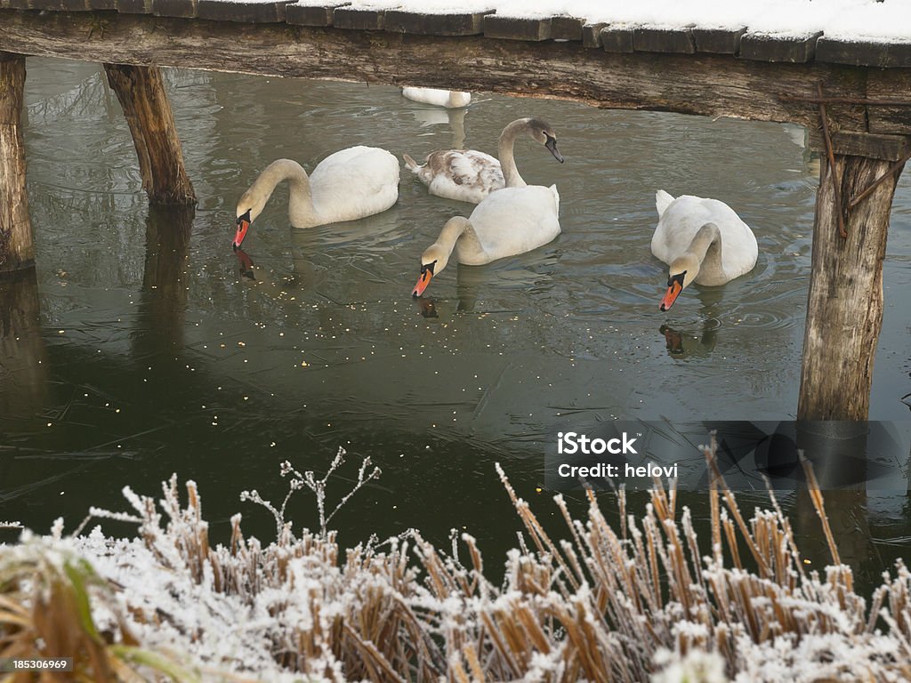 Swans в зимний - Стоковые фото Без людей роялти-фри