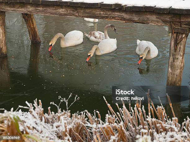 Swans В Зимний — стоковые фотографии и другие картинки Без людей - Без людей, Болото, Большая группа объектов