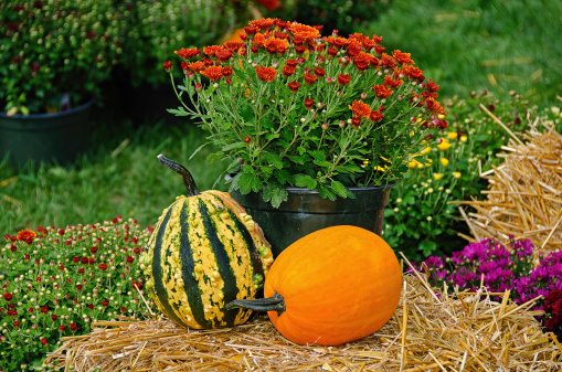 Pumpkin and gourd with fall mums on hay bales.