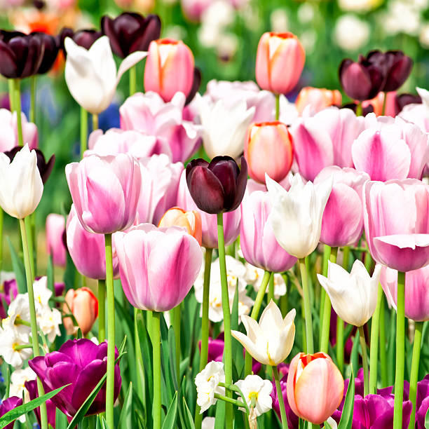 istock Spring garden: Tulips, daffodils, muscari flowers - III 185306988