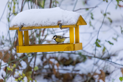 Feeder with sunflower for birds - titmice. There is snow all around.
