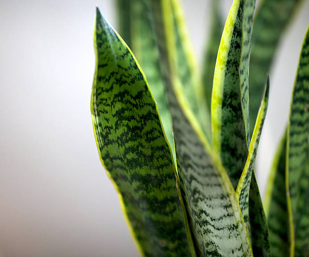 Sansevieria Close-up of houseplant sansevieria http://www.massimomerlini.it/is/backgrounds.jpg sanseveria trifasciata stock pictures, royalty-free photos & images