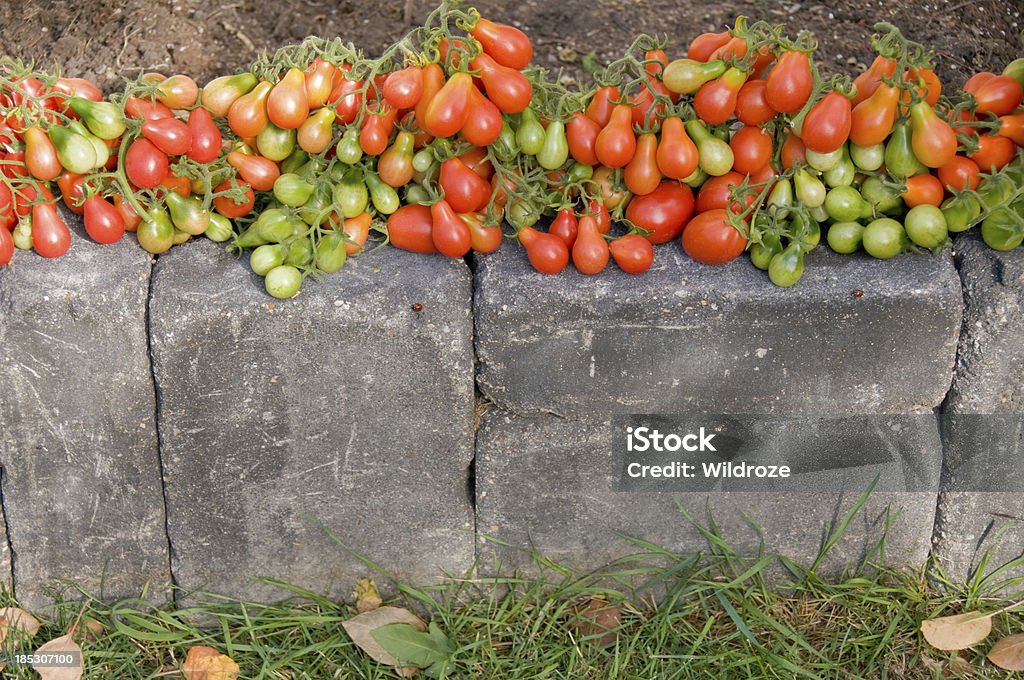 Recém-colhidas orgânico Jardim Tomate - Royalty-free Ao Ar Livre Foto de stock