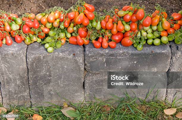 Recémcolhidas Orgânico Jardim Tomate - Fotografias de stock e mais imagens de Ao Ar Livre - Ao Ar Livre, Caule de planta, Claro