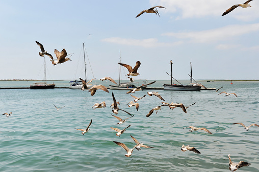 Seagulls are flying in the marina of Olhão,Algarve,Portugal.