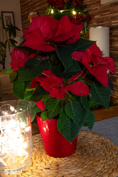 istock Christmas poinsettia 1853071262