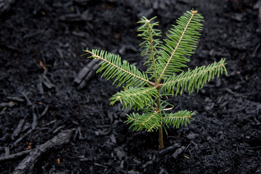 This little tree sprouted through the destruction of a forest fire200900502094See more in my Forest Fire Aftermath lightbox: