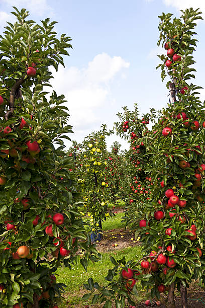 istock Orchard # 124 XXXL 185307415