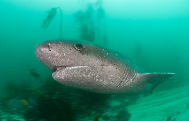 istock closeup of shark underwater 185307444