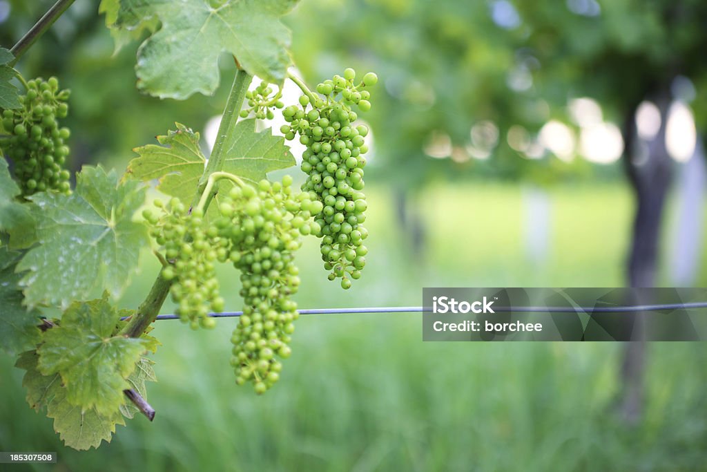 Winorośli z zielonych winogron - Zbiór zdjęć royalty-free (Bez ludzi)
