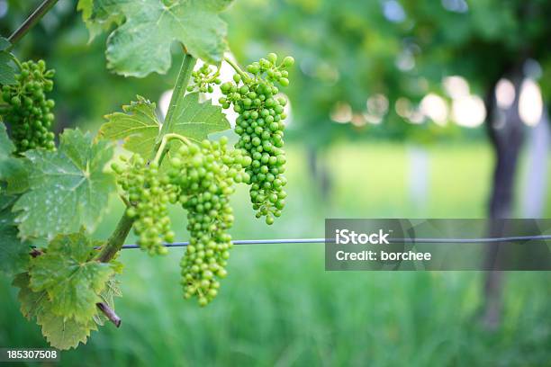 Winorośli Z Zielonych Winogron - zdjęcia stockowe i więcej obrazów Bez ludzi - Bez ludzi, Białe winogrono, Dojrzały
