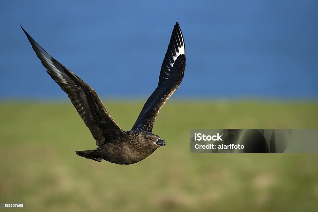 Great Skua Great Skua flying in the wild Animal Stock Photo