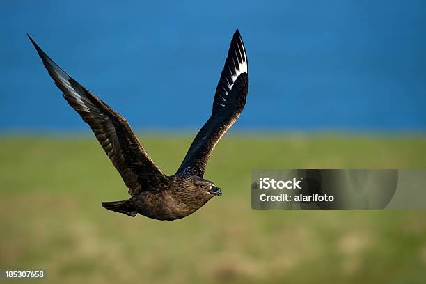 Great Skua Stock Photo - Download Image Now - Animal, Animals In The Wild, Bird