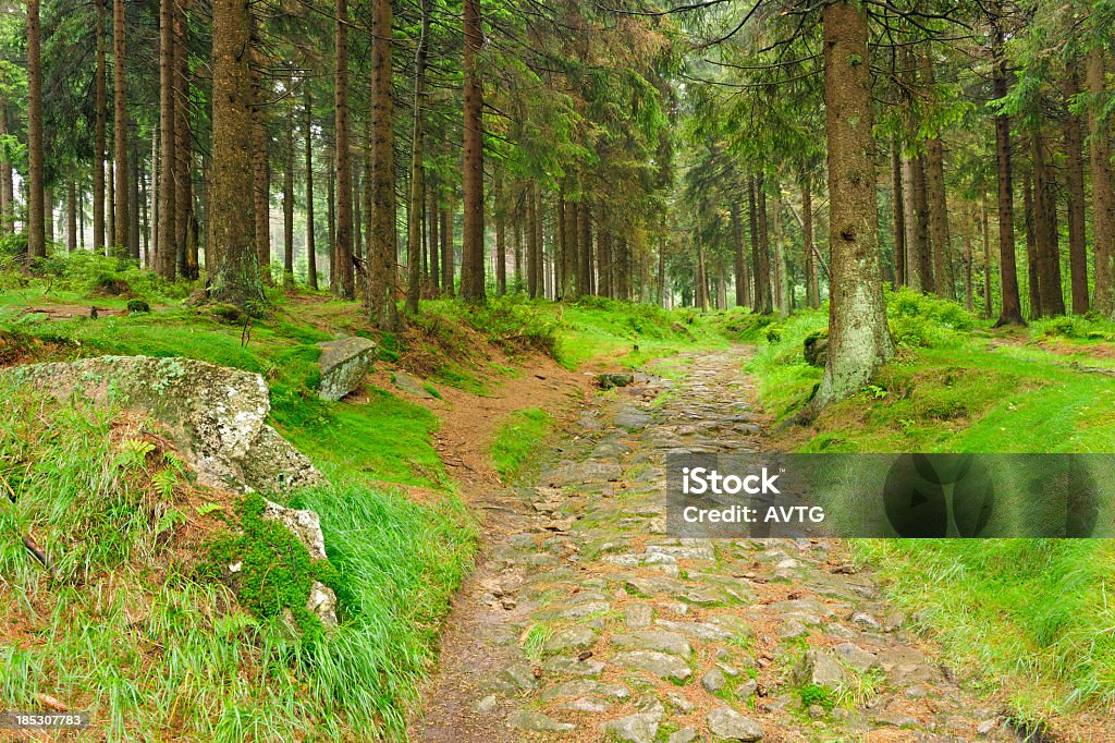 Medievale strada di ciottoli con albero di abete naturale - Foto stock royalty-free di Abete