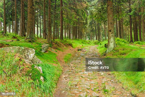 Medievale Strada Di Ciottoli Con Albero Di Abete Naturale - Fotografie stock e altre immagini di Abete