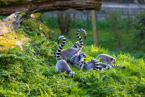 Lemurs (Lemuriformes) run and rest in a meadow. Cute furry animal.