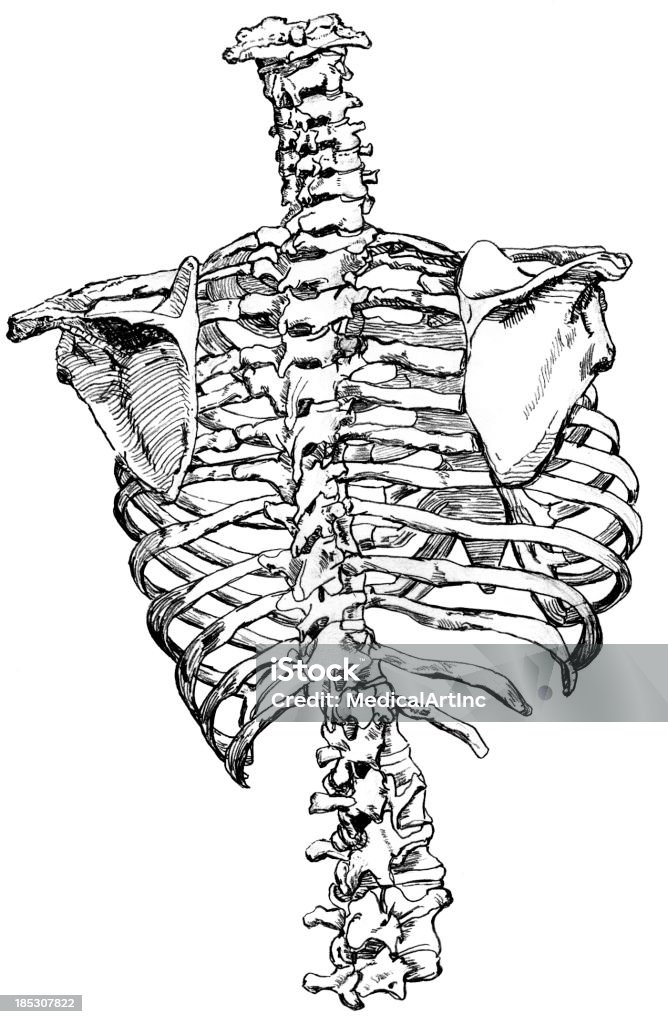 Esqueleto de la médula espinal, Escápula y costillas vista Posterior - Ilustración de stock de Caja torácica humana libre de derechos