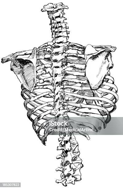 Ilustración de Esqueleto De La Médula Espinal Escápula Y Costillas Vista Posterior y más Vectores Libres de Derechos de Caja torácica humana