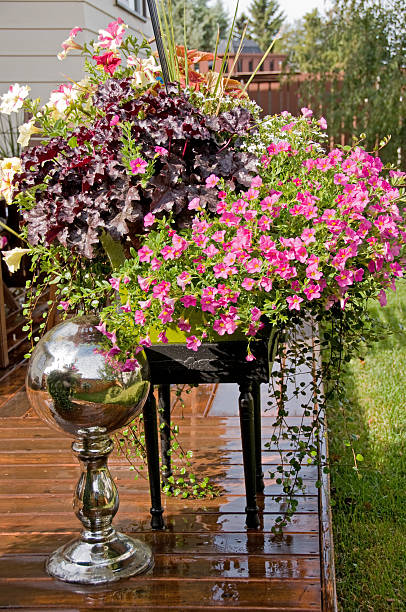 istock Colorful pots of flowers in backyard 185307945