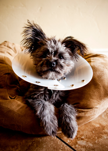 Yorkiepoo puppy wearing plastic cone