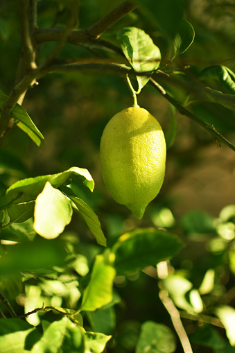 ''Lemon'' on a tree in an orchard