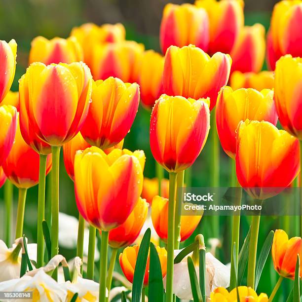 Tulipaworld Pace Cultivariii - Fotografie stock e altre immagini di Aiuola - Aiuola, Ambientazione esterna, Arancione