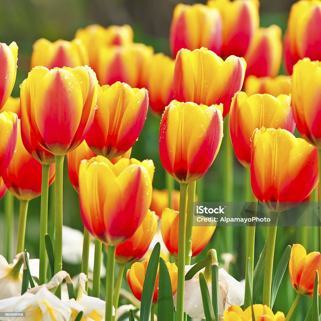 Tulipa «мира» cultivar-III - Стоковые фото Без людей роялти-фри