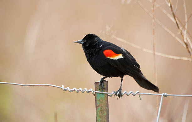 istock Red Wing Blackbird on the Fence 185308268