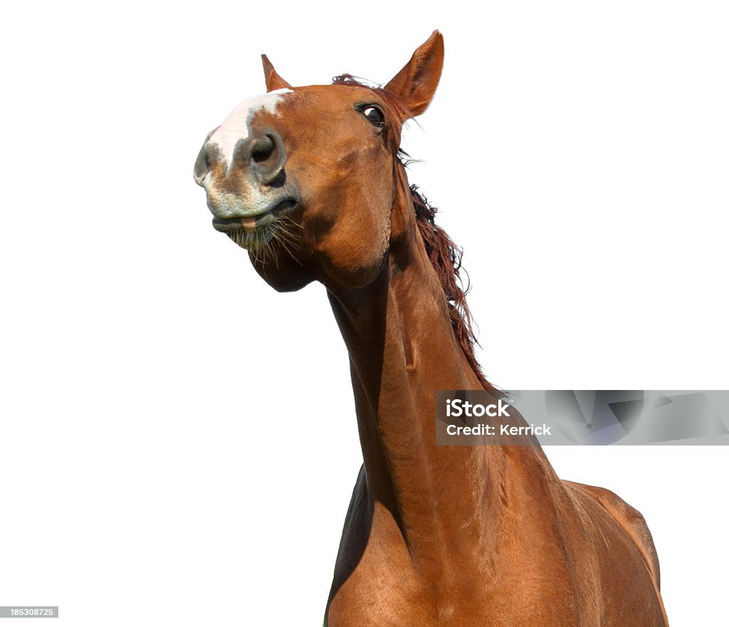 Lustige Porträt eines warmblood horse - Lizenzfrei Humor Stock-Foto