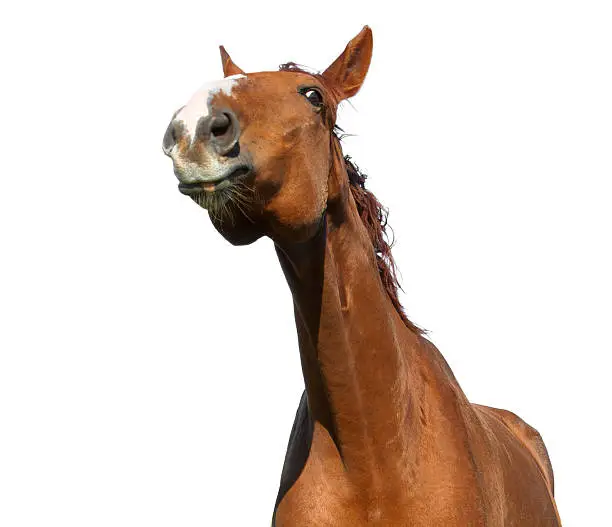 funny portrait of a warmblood horse isolated on white