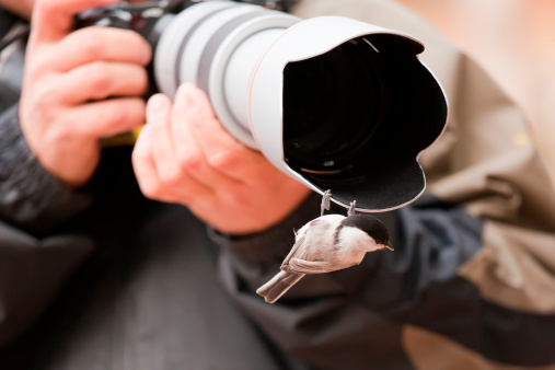 Black-capped Marsh Tit perched on the lens hood of a photo camera as a photographer is taking a photo.