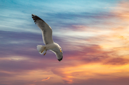 Seagull - Larus marinus flies through the air with outstretched wings. Blue sky. The harbor in the background.