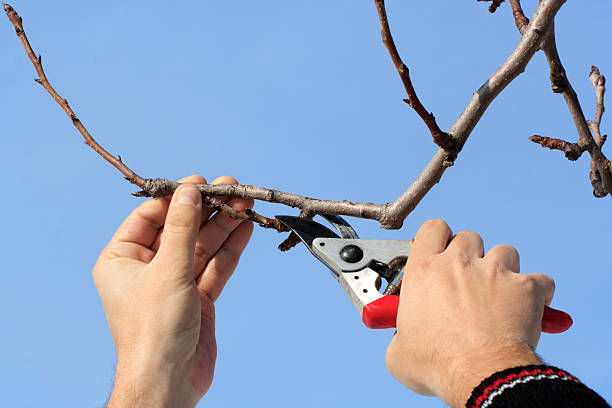 Tree pruning stock photo