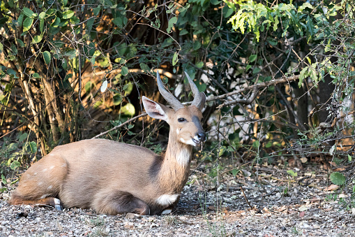 A nice view of southern grysbok in Southafrica