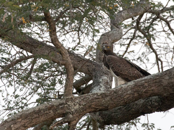istock Photo of African crowned eagle on a tree 1853089301