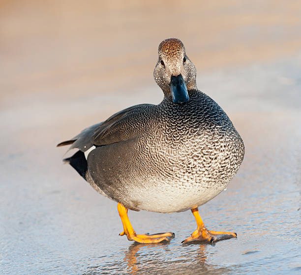 istock Gadwall male Duck standing on ice 185309037