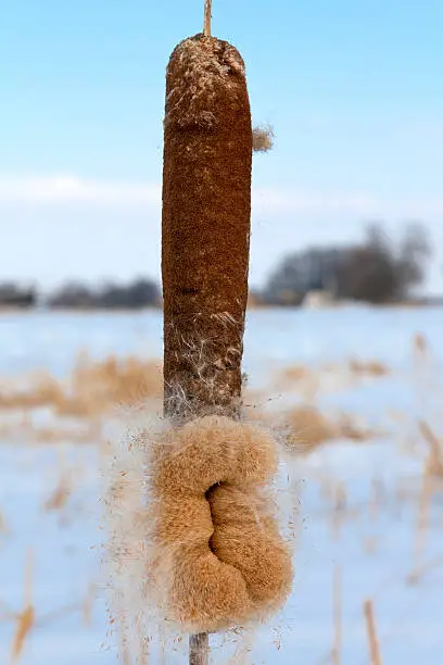 "Detail of a typha in winter. These plants are known in British English as bulrush, bullrush, or reedmace, in American English as cattail, catninetail, punks, or corndog grass, and in German Lampenputzer, Schlotfeger, Pompesel, Bumskeule oder Kanonenputzer. Traditionally, Typha latifolia has been a part of many native North American cultures, as a source of food, medicine, and for other uses.For more nature details, please look here:"